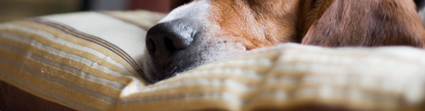 Are Dog Beds Washable? Cleaning Guide
