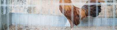 Chicken Plucker FAQ: How Do They Work?