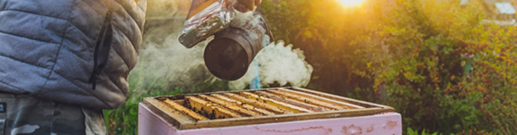 Keeping Bees For Beginners: Guide From Ozdingo