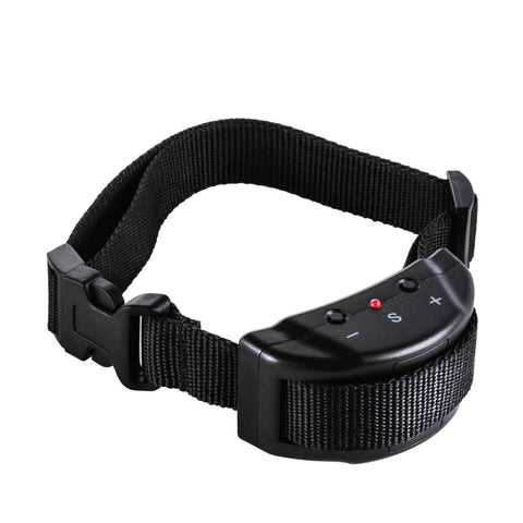 Dog Collars & Leads