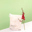 1000 X Clear Biodegradable Medium Mailer 250X340mm Compostable Bag Satchels