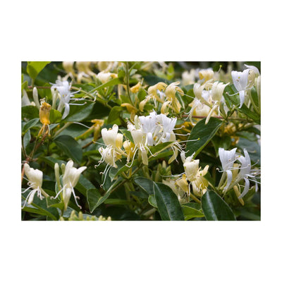 Orku 4x 100g Plant Oil Soap Honeysuckle Jasmine Bar Australian