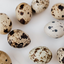 50 X Brown Quail Egg Cartons For 18 Eggs