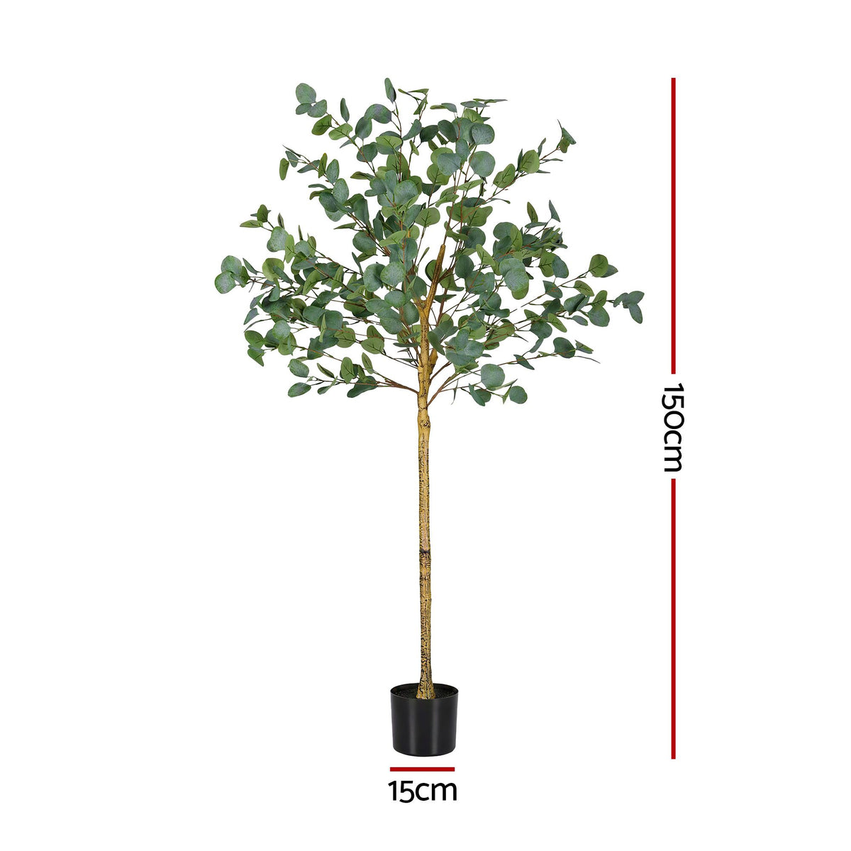 AP-TREE-EUCALY-150-01.jpg