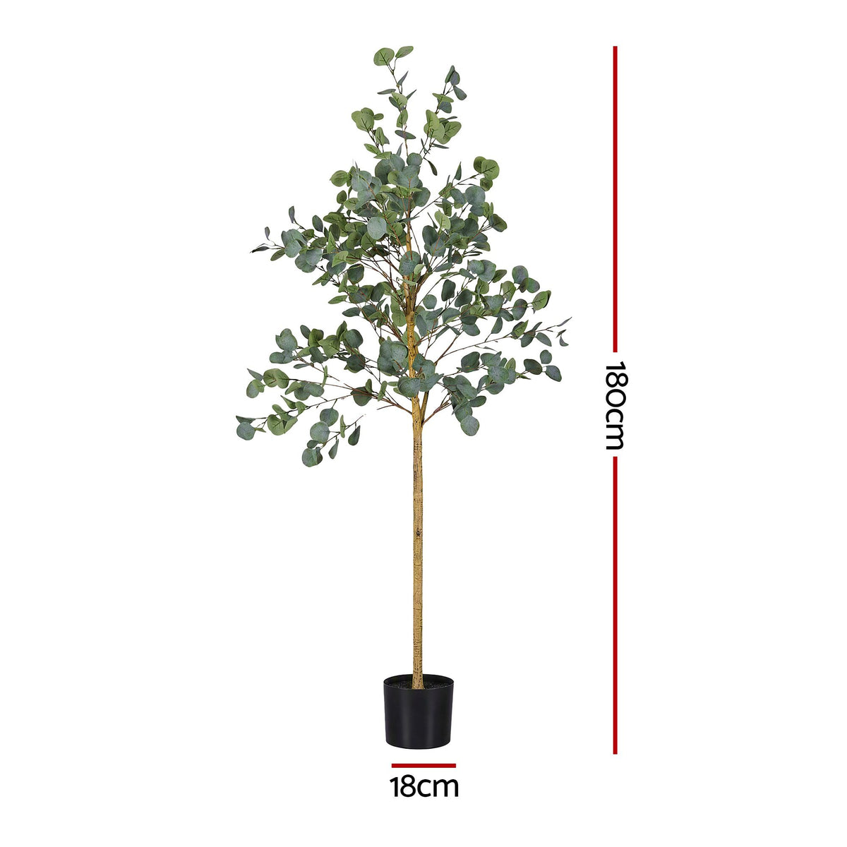 AP-TREE-EUCALY-180-01.jpg