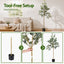 AP-TREE-EUCALY-180-02.jpg