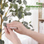 AP-TREE-EUCALY-180-05.jpg