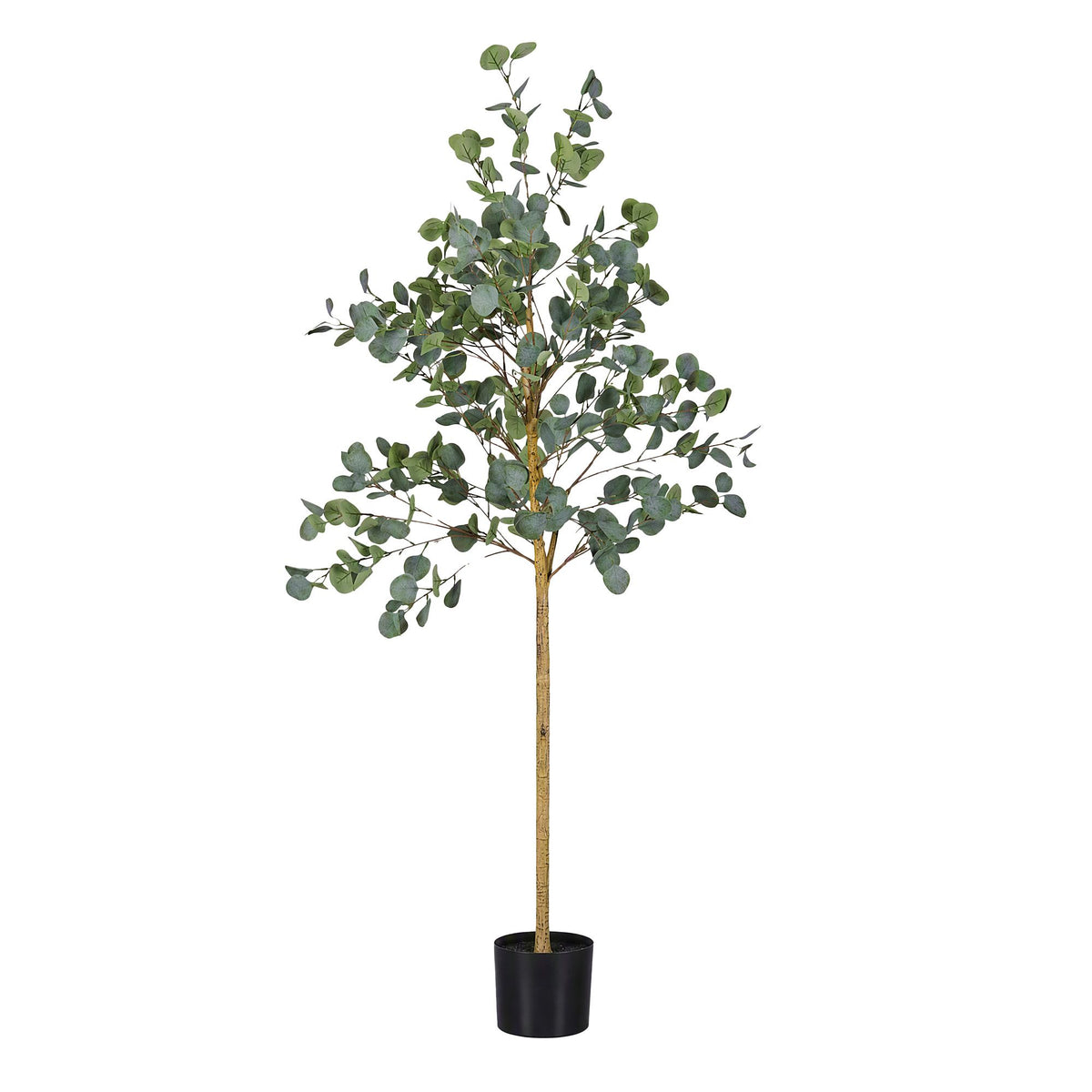 AP-TREE-EUCALY-180-08.jpg