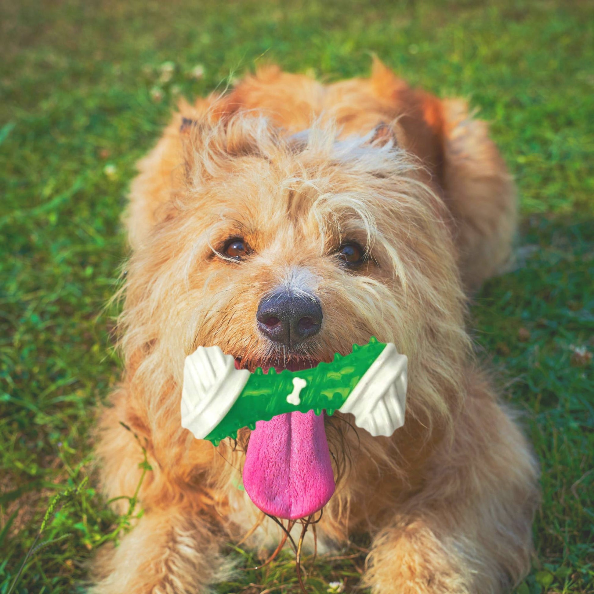 Dog Chew Toy - Dental Puppy Teething Gum Bone