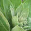 Orku 400g Organic Mullein Leaf - Dried Herbal Botanical Verbascum Thapsis