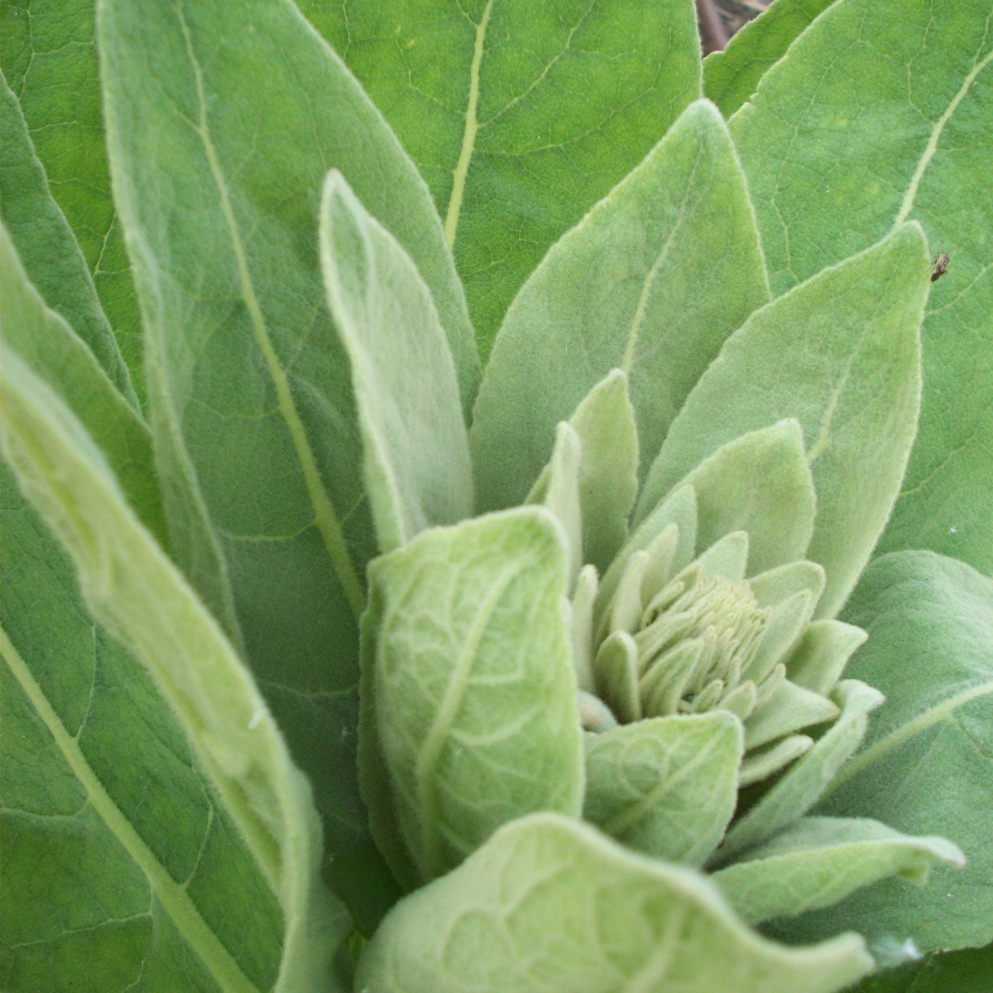 Orku 400g Organic Mullein Leaf - Dried Herbal Botanical Verbascum Thapsis
