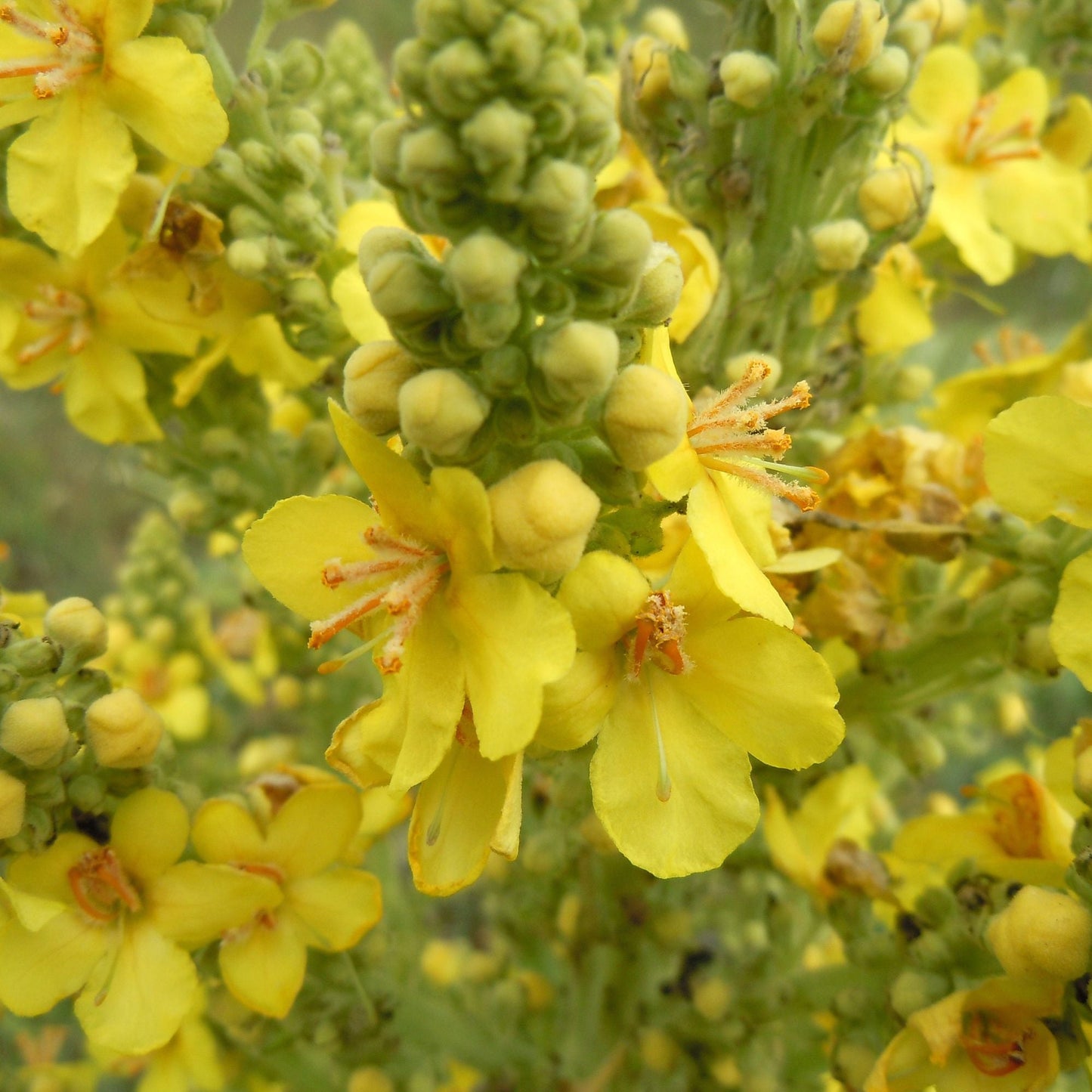 Orku 400g Organic Mullein Leaf - Dried Herbal Botanical Verbascum Thapsis