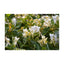 Orku 4x 100g Plant Oil Soap Honeysuckle Jasmine Bar Australian
