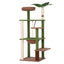 PET-CAT-L152-CT-GNBR-00.jpg