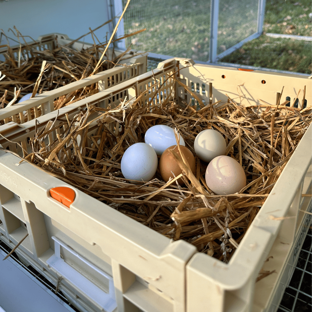 Rooster Farms Collapsible Chicken Nesting Box - 24 x 30 x 14.3cm Poultry Nest