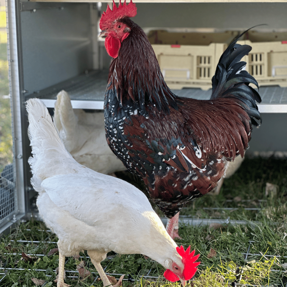 Rooster Farms Collapsible Chicken Nesting Box - 24 x 30 x 14.3cm Poultry Nest